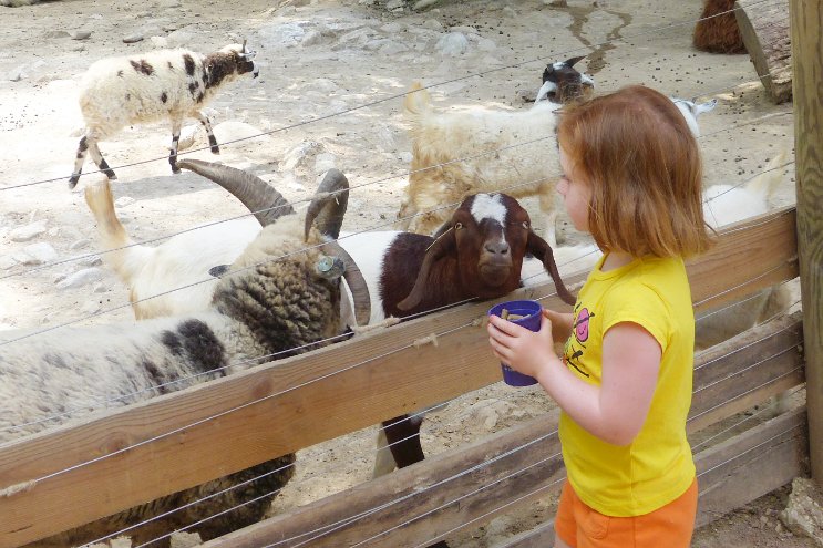 Petting Zoo 2